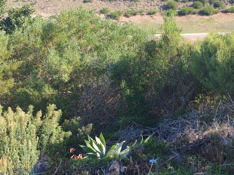 A view of the natural, undeveloped landscape featuring native shrubs and vegetation on a sloped residential plot.
