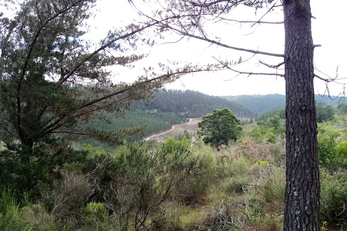 Established Pine Plantation - Photo 5