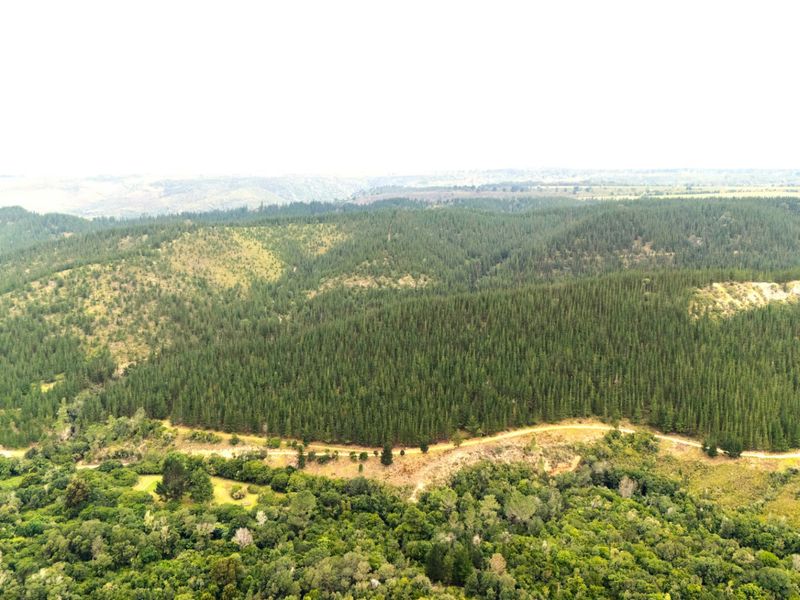 Established Pine Plantation - Photo 10