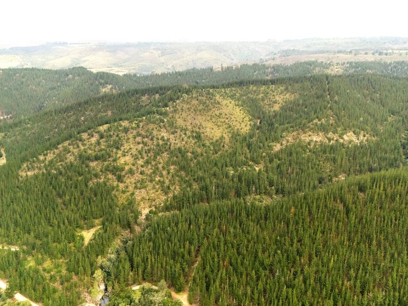 Established Pine Plantation - Photo 9