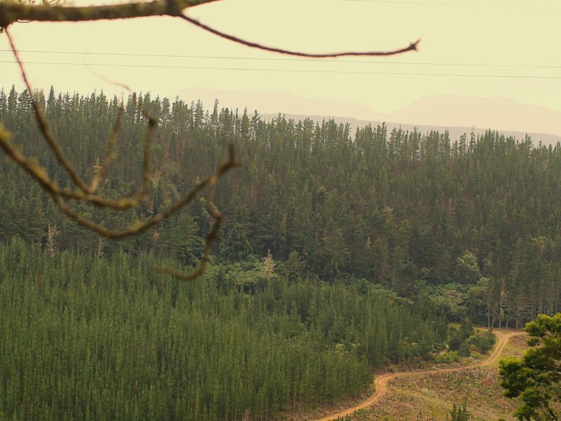 Established Pine Plantation - Photo 8