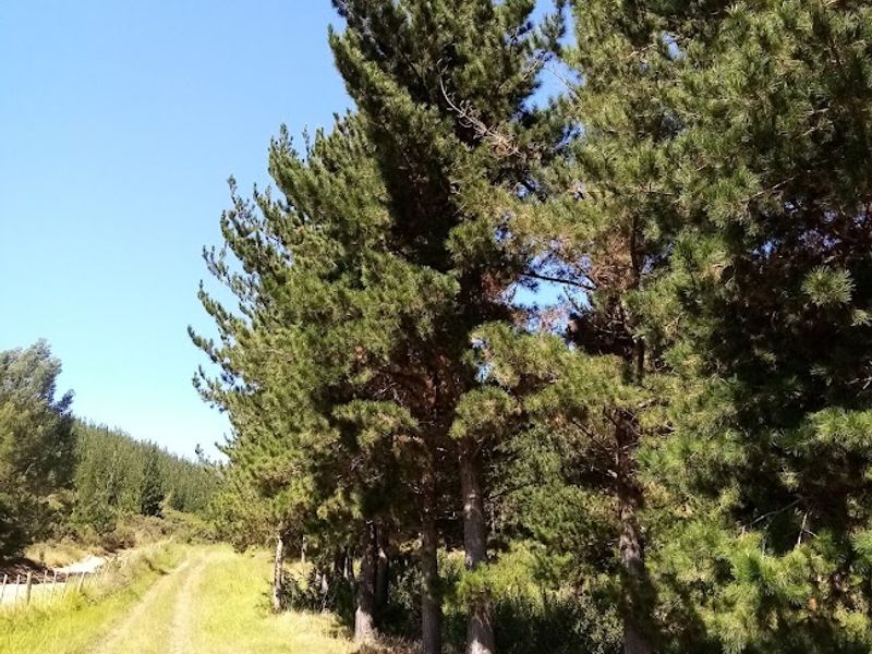 Established Pine Plantation - Photo 7