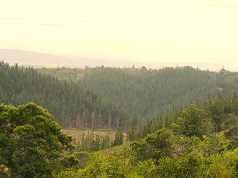 Established Pine Plantation - Photo 6