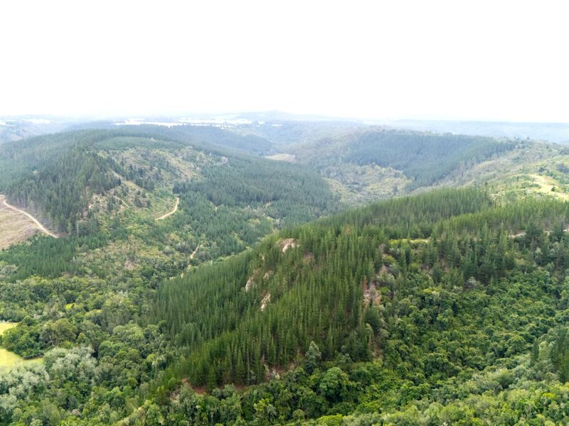 Established Pine Plantation - Photo 3