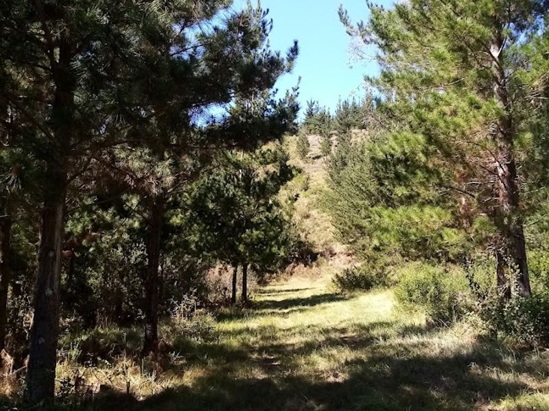 Established Pine Plantation - Photo 4