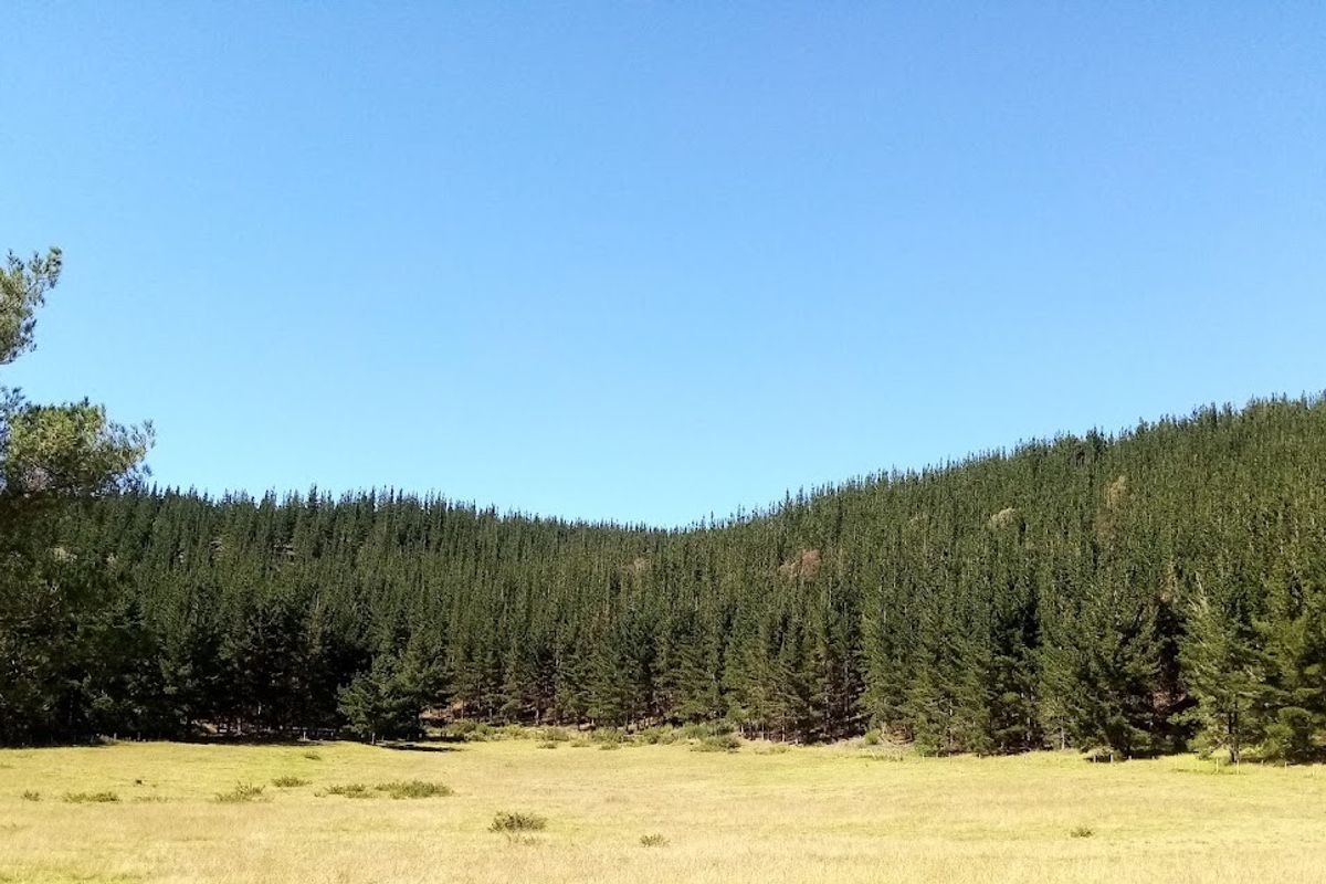 A scenic view of a grassy pasture bordered by a dense pine forest under a clear blue sky.