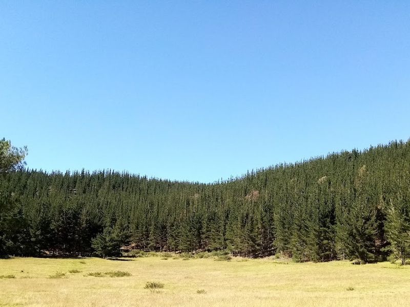 Established Pine Plantation - Photo 4