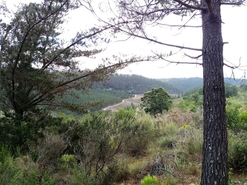 Established Pine Plantation - Photo 6