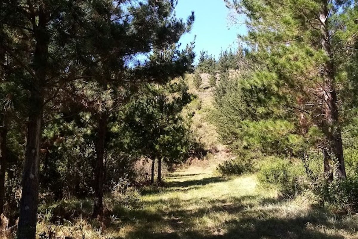 A natural landscape view featuring a grassy path lined with mature pine trees on a farm property.