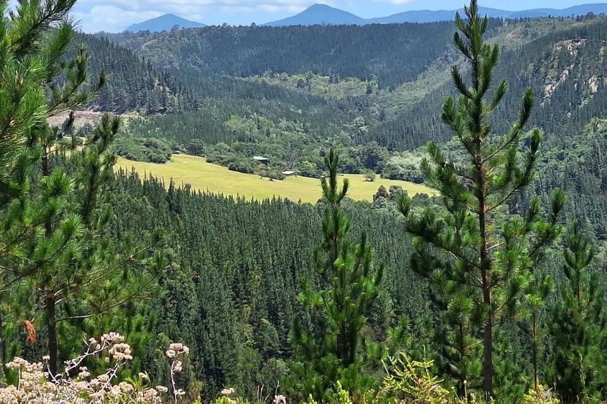 A scenic elevated view overlooking a lush green valley, dense pine forests, and distant mountain ranges on a clear day.