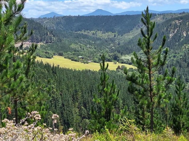 Established Pine Plantation - Photo 3