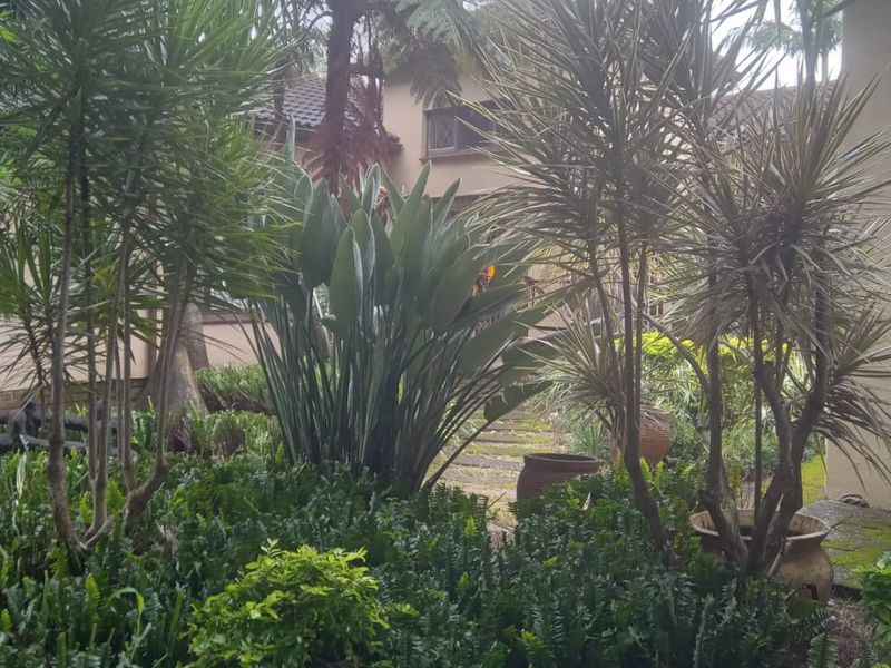 A lush, established garden featuring mature tropical plants, ferns, and a stone pathway leading toward the house exterior.