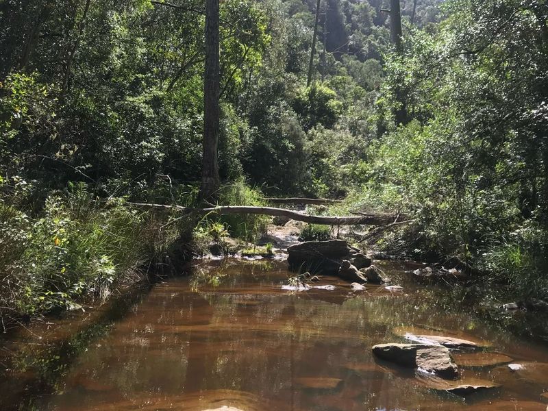 Secluded Forest Retreat with Modern home in Hoekwil, Wilderness. - Photo 6