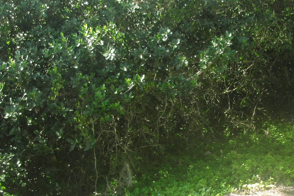 A view of dense, overgrown vegetation and natural ground cover on the residential land plot.