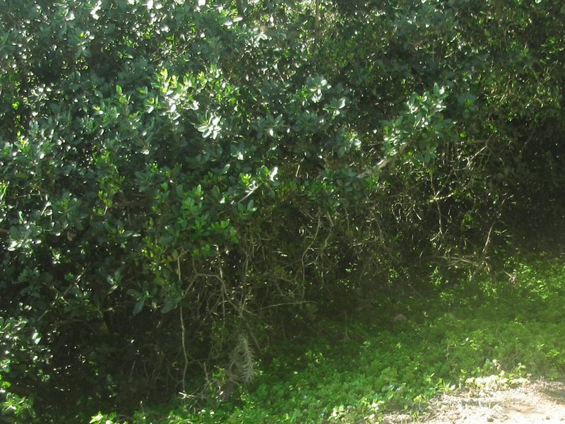 A view of dense, overgrown vegetation and natural ground cover on the residential land plot.