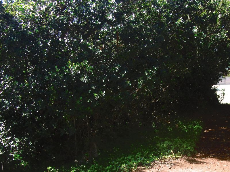 A view of a densely vegetated area with mature trees and a dirt path, characteristic of a natural residential plot.