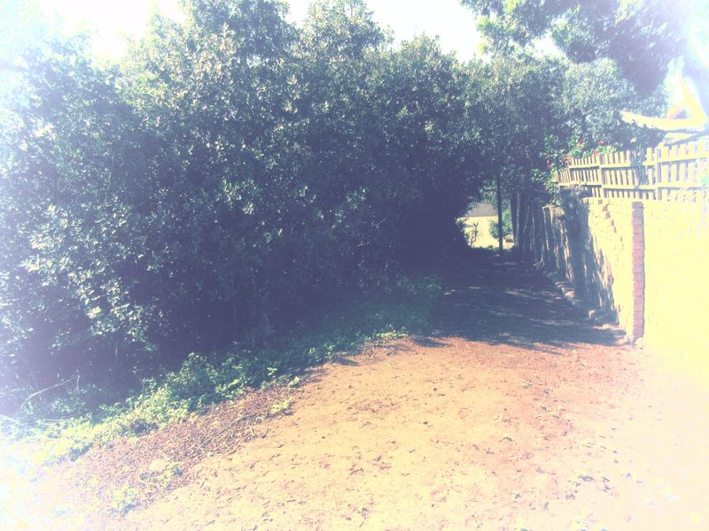 A view of a garden pathway bordered by a brick wall and timber fencing, surrounded by mature trees and vegetation.
