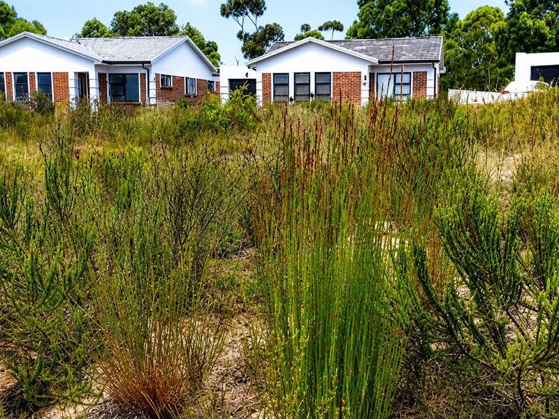 A view of residential properties situated behind an undeveloped, overgrown plot of land.