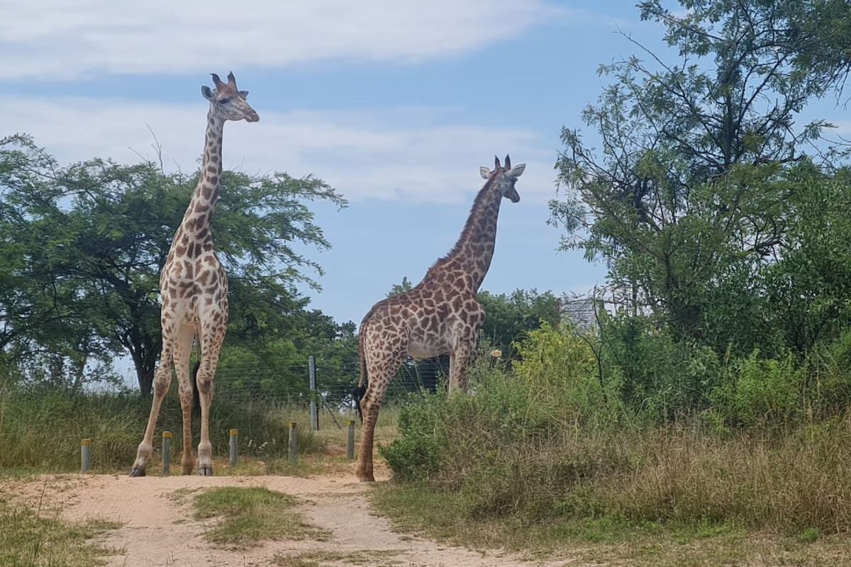 Large Vacant Stand, Magnificent Views, Sought After Estate - Photo 5