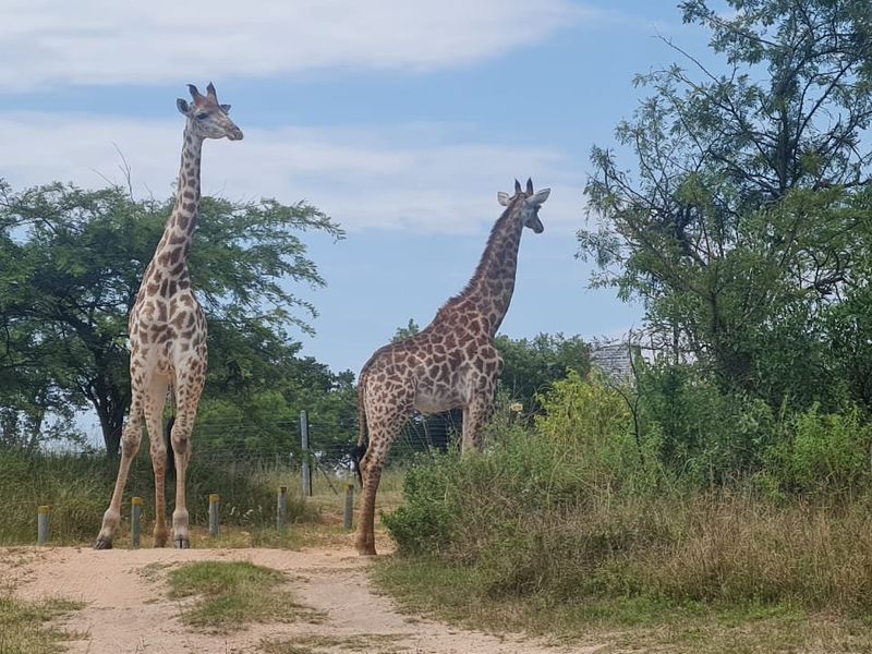 Large Vacant Stand, Magnificent Views, Sought After Estate - Photo 5