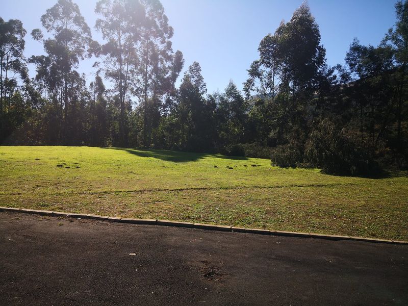 A spacious, open grassed garden area bordered by mature trees and an asphalt driveway with concrete kerbing.
