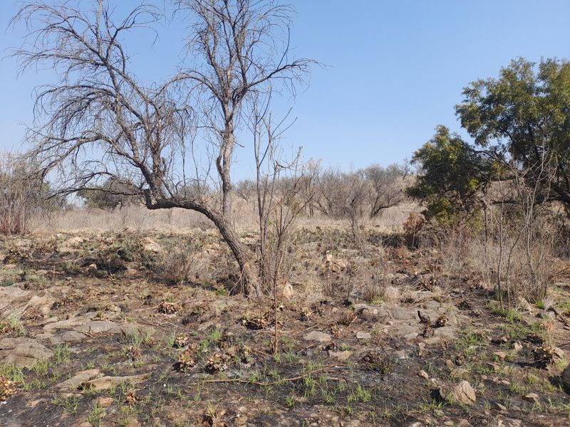 Beautiful Riverfront Stand  in the Crocodile River Reserve - Photo 5
