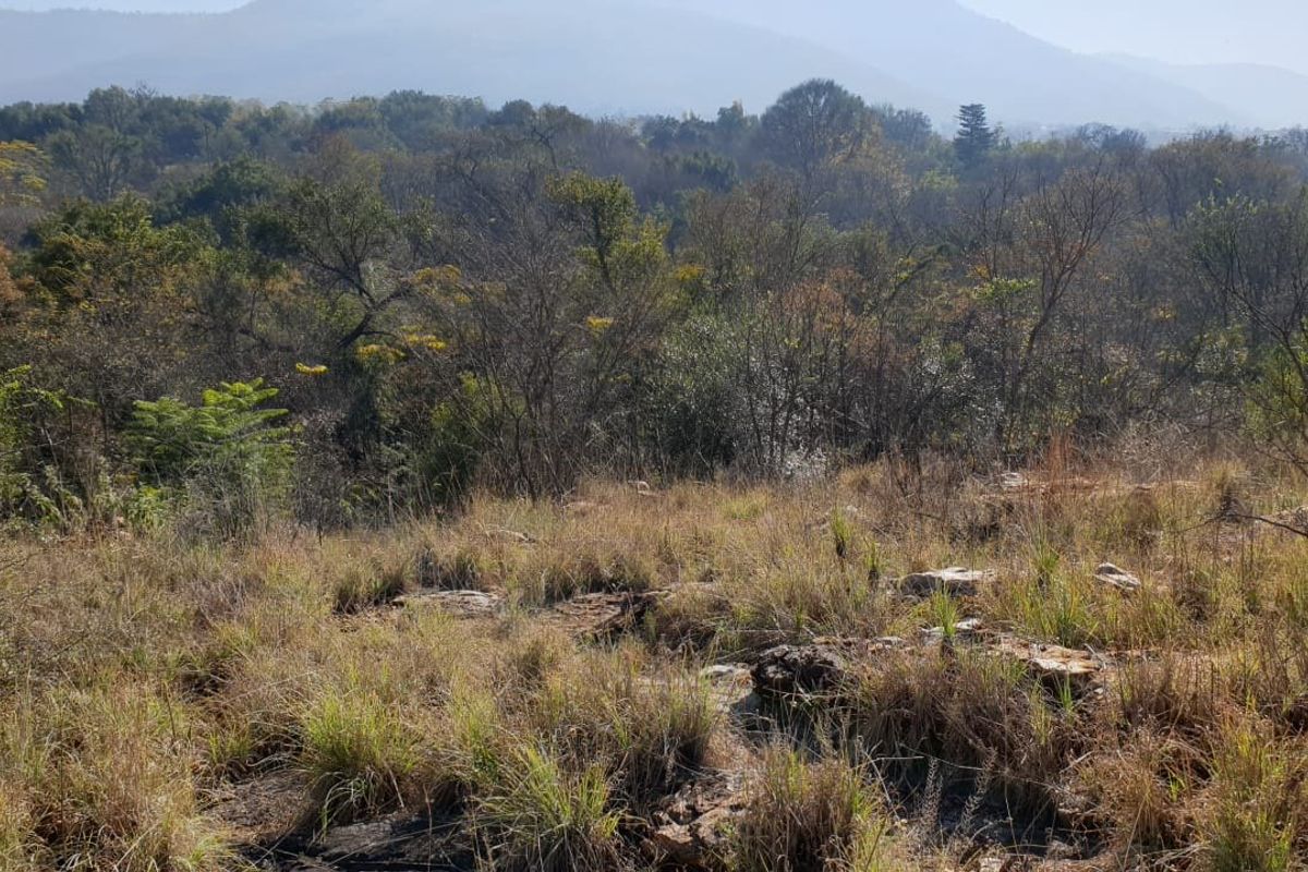 Beautiful Riverfront Stand  in the Crocodile River Reserve - Photo 4