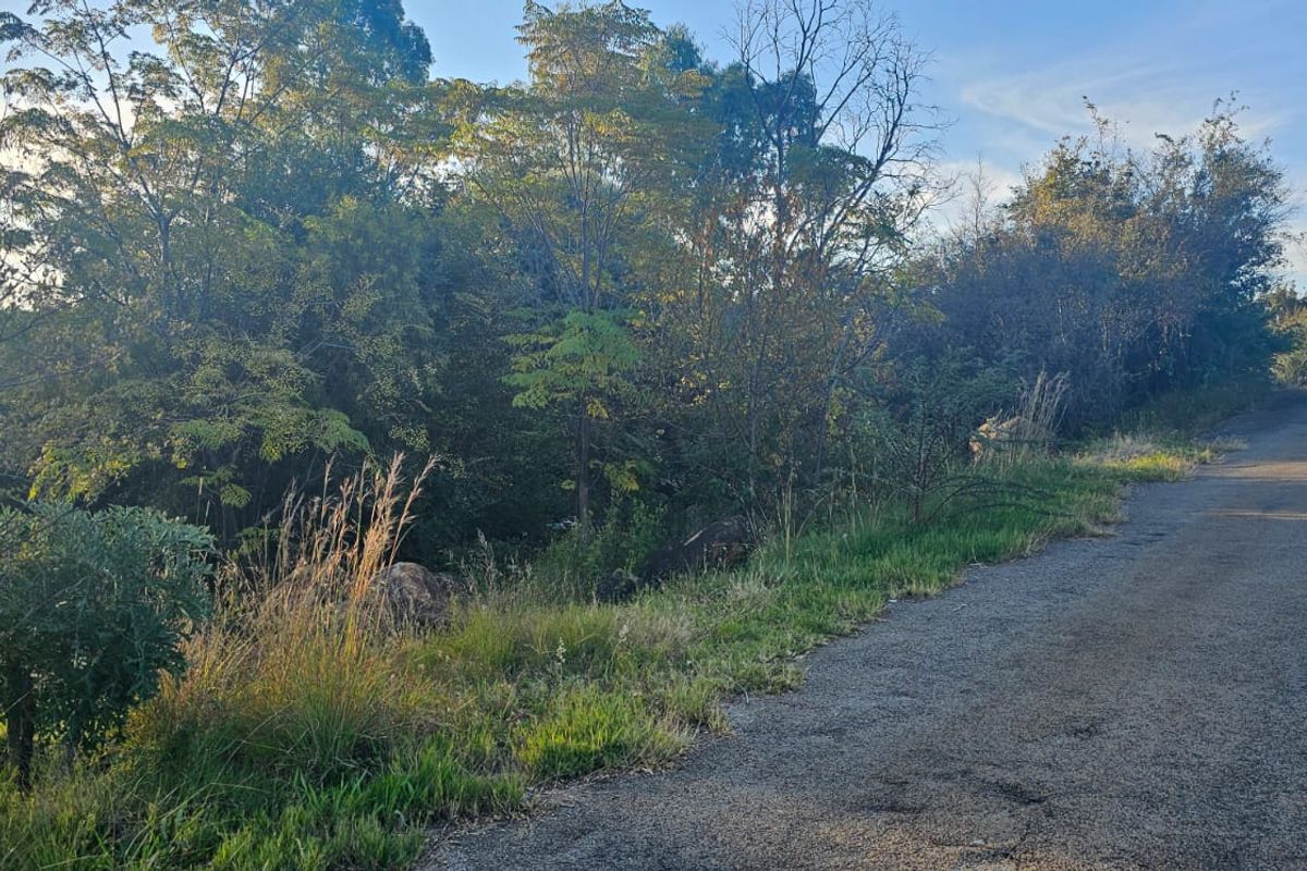 Tranquil, Tree - filled Vacant Land - Photo 4