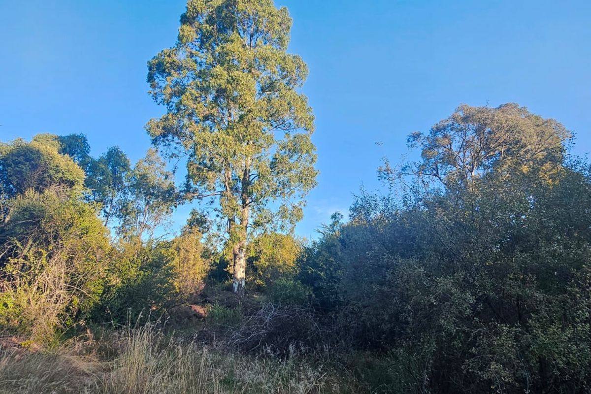 Tranquil, Tree - filled Vacant Land - Photo 2