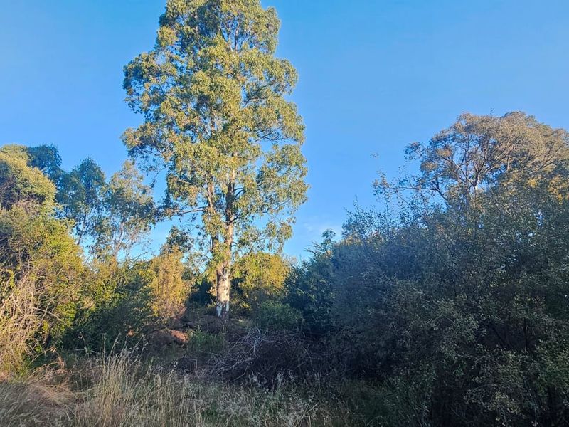 Tranquil, Tree - filled Vacant Land - Photo 2