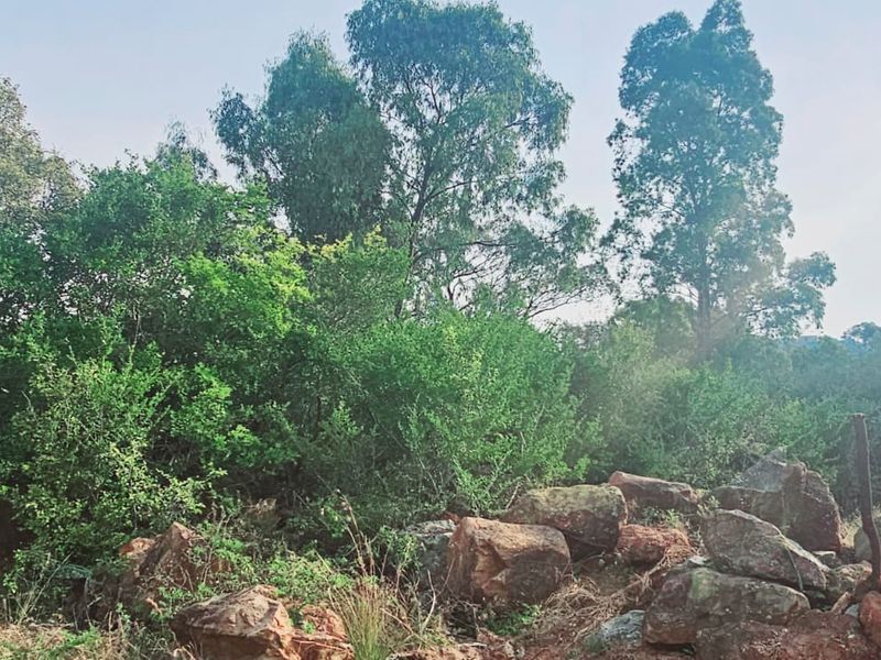 Tranquil, Tree - filled Vacant Land - Photo 10