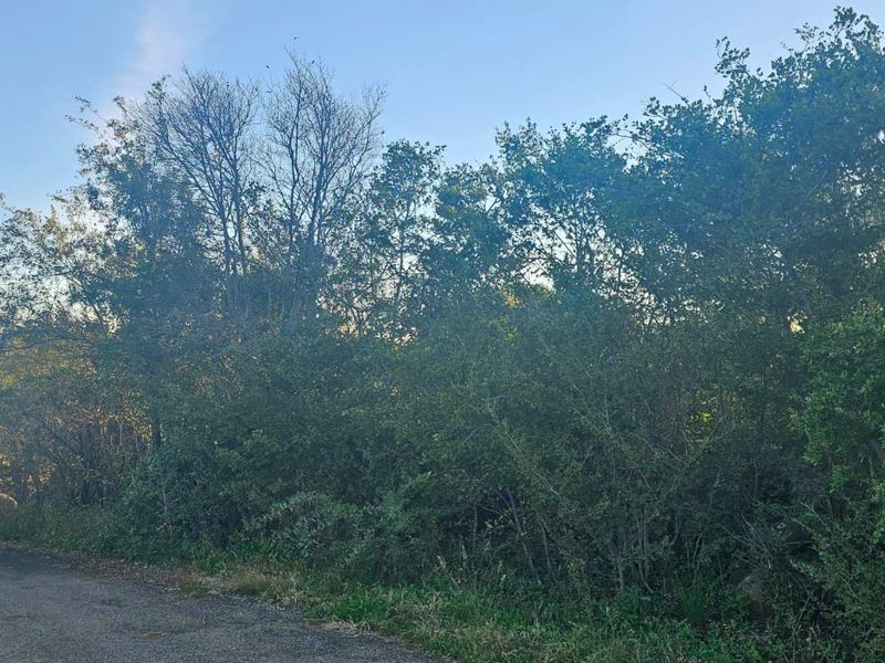 Tranquil, Tree - filled Vacant Land - Photo 6