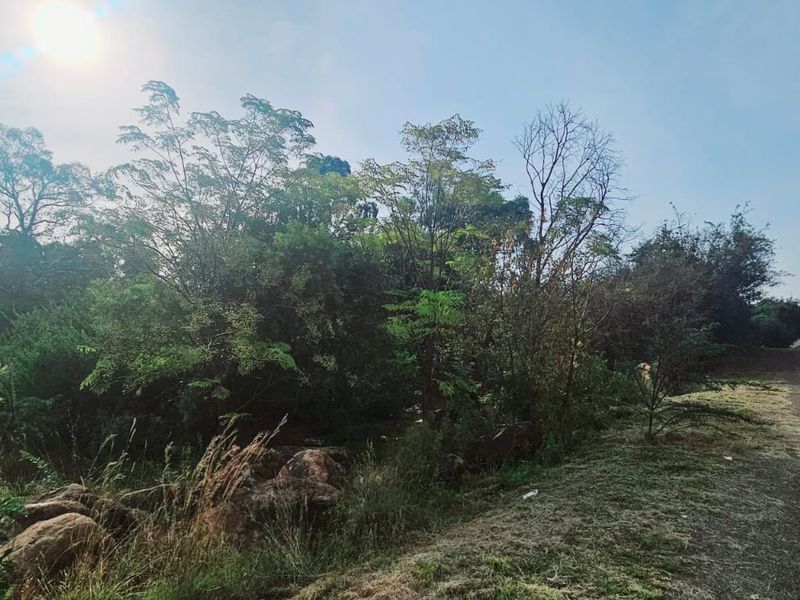 Tranquil, Tree - filled Vacant Land - Photo 9
