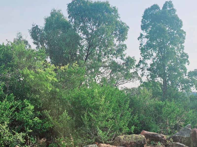 Tranquil, Tree - filled Vacant Land - Photo 8