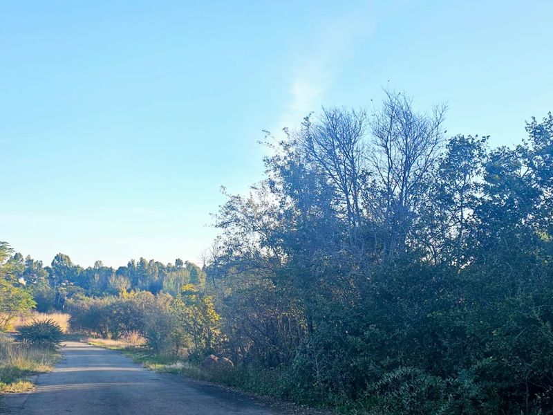 Tranquil, Tree - filled Vacant Land - Photo 7