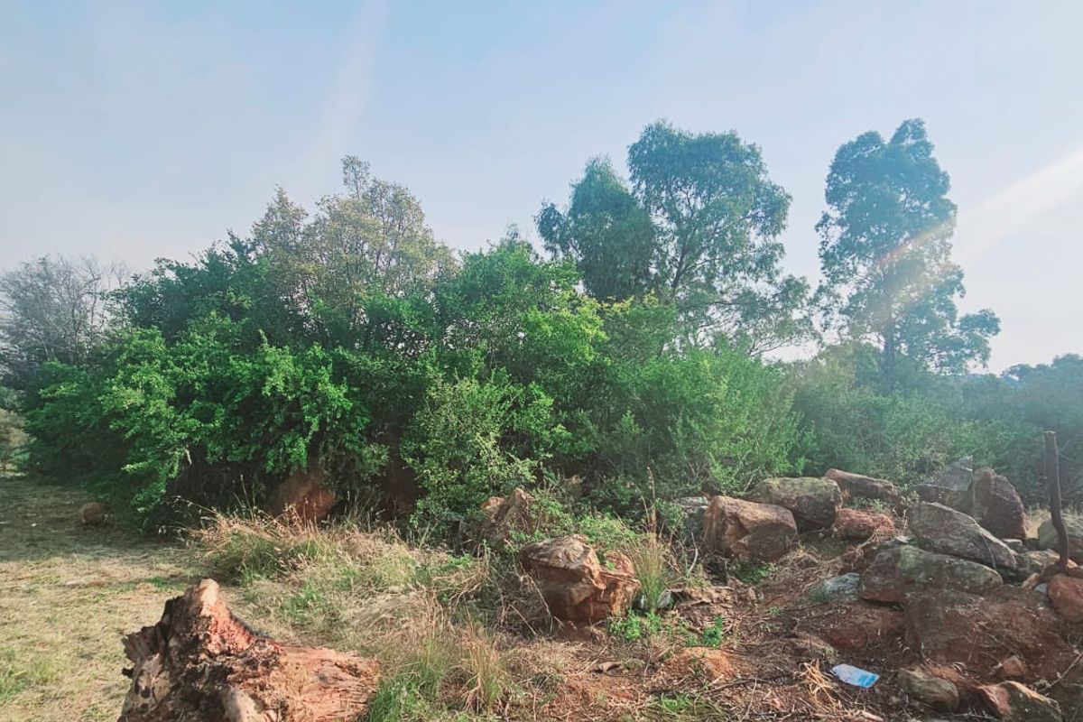 Tranquil, Tree - filled Vacant Land - Photo 3