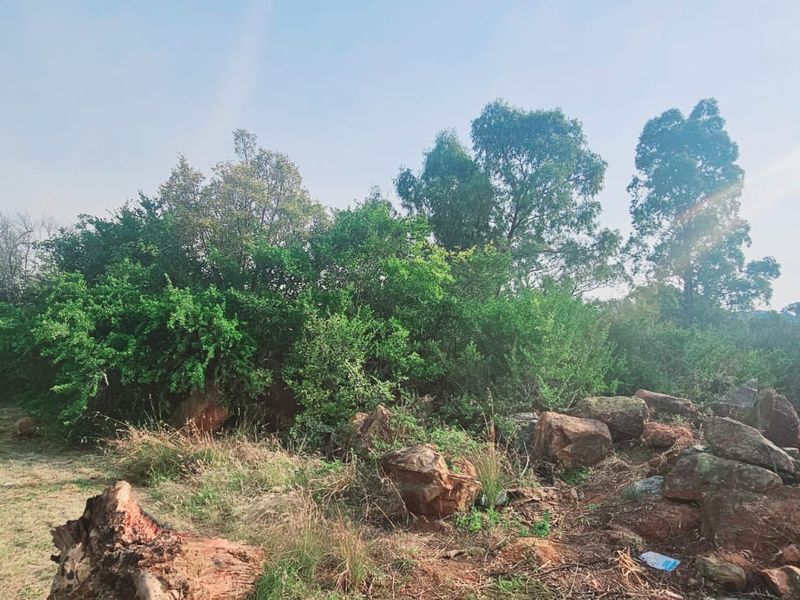 Tranquil, Tree - filled Vacant Land - Photo 3