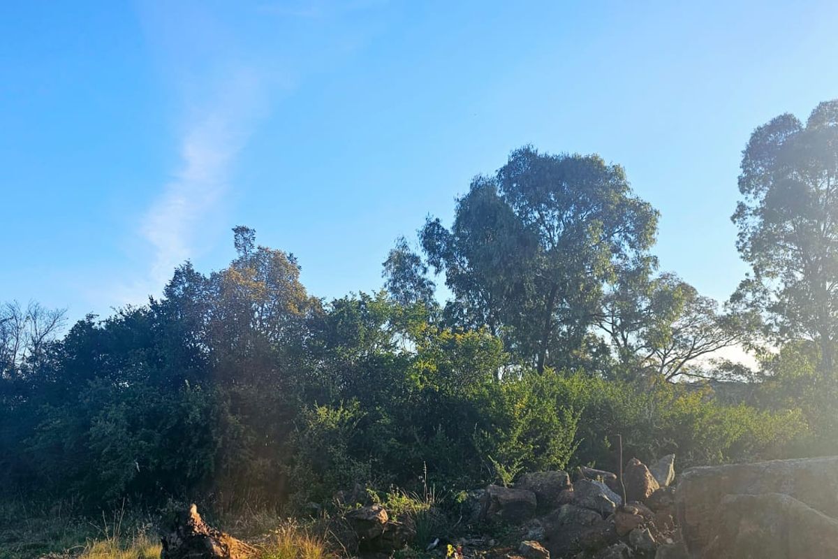 Tranquil, Tree - filled Vacant Land - Photo 5