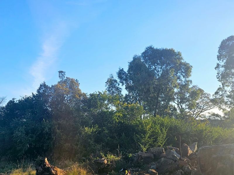 Tranquil, Tree - filled Vacant Land - Photo 5