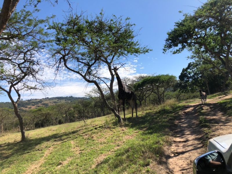 A scenic view of a natural landscape featuring native trees, a dirt track, and local wildlife on a sunny day.