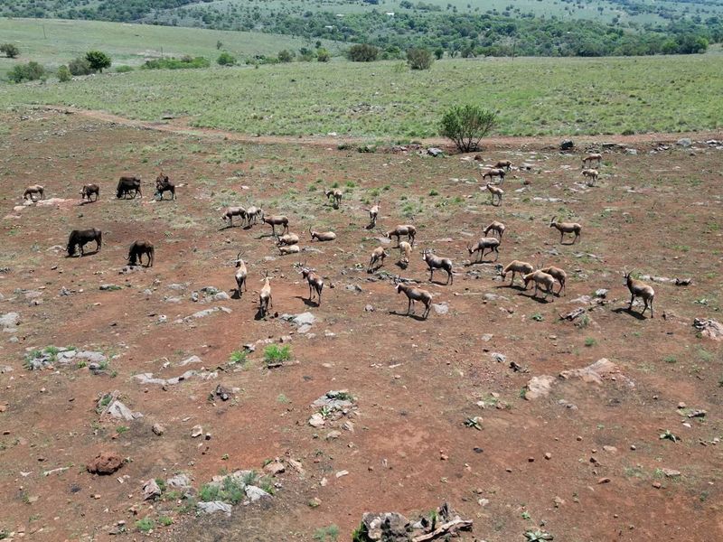 2 Stunning Farms in the Crocodile Reserve to be Sold Together - 220 Hectares of Beautiful Scenic Land, 6km River front, teeming with game - Photo 9