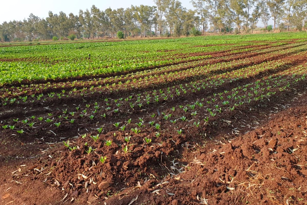 10ha Irrigation Farm in Honingnestkrans with Proven Fertile Soil & Strong Water Rights – Ideal for Profitable Agriculture - Photo 4