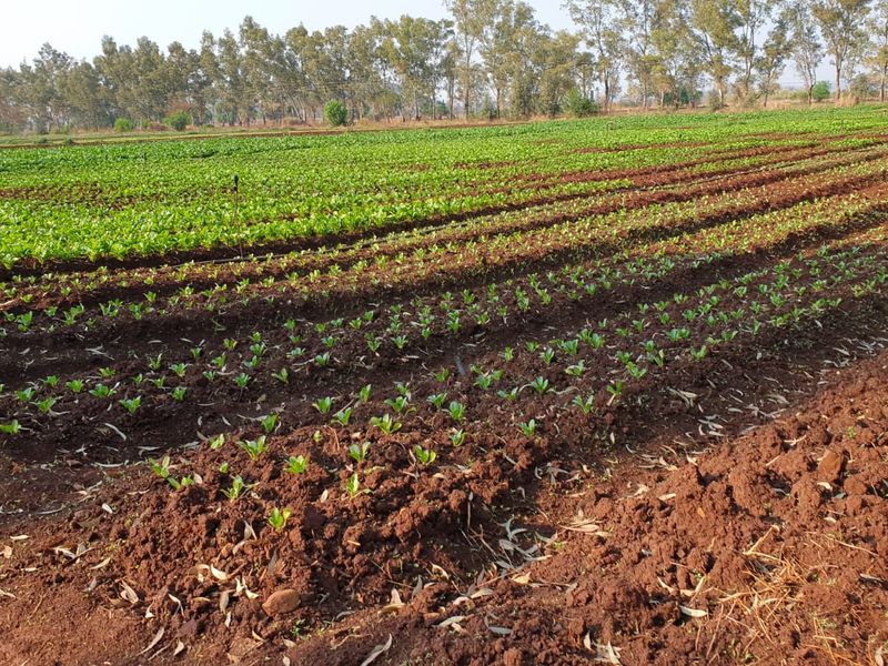 10ha Irrigation Farm in Honingnestkrans with Proven Fertile Soil & Strong Water Rights – Ideal for Profitable Agriculture - Photo 4