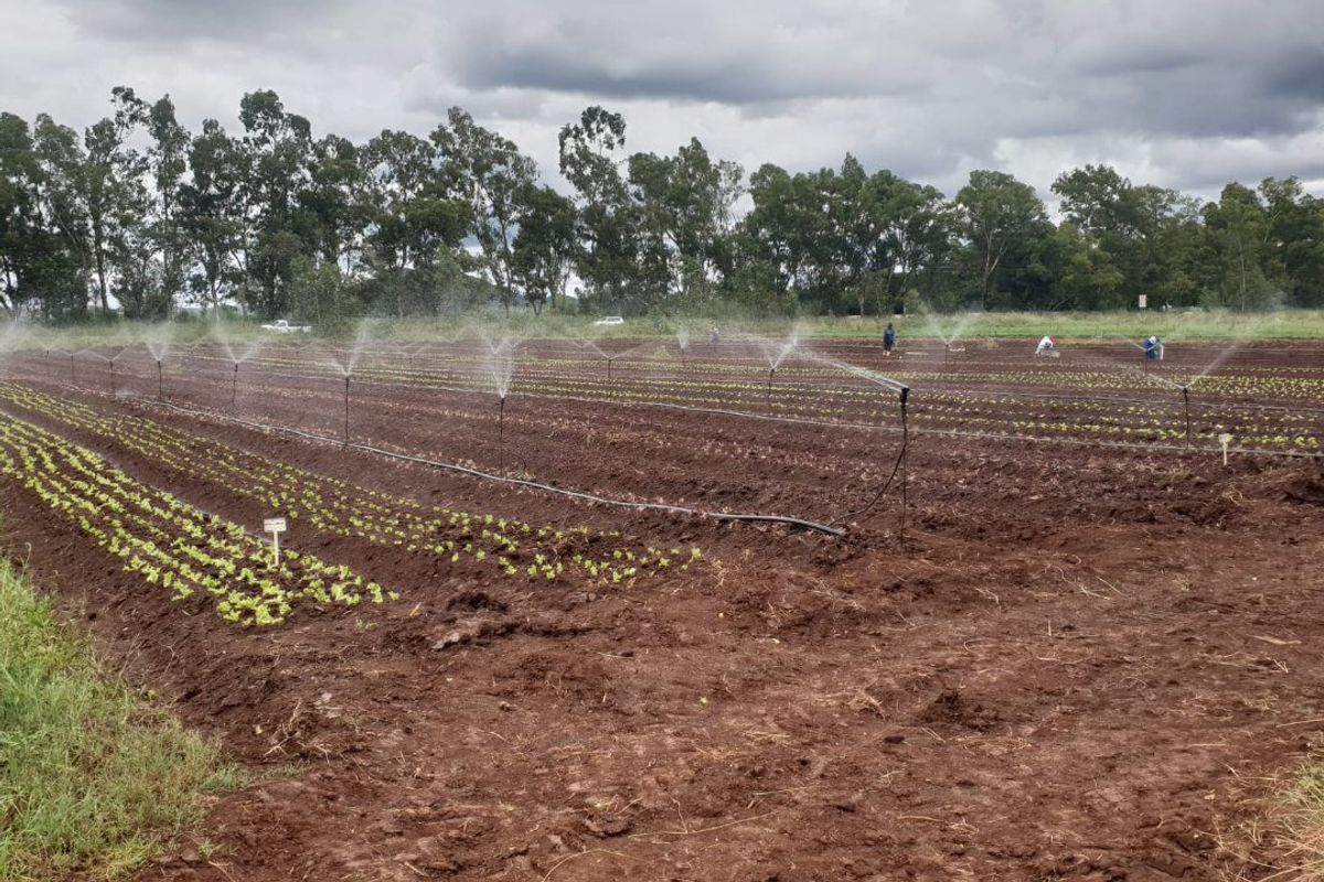 10ha Irrigation Farm in Honingnestkrans with Proven Fertile Soil & Strong Water Rights – Ideal for Profitable Agriculture - Photo 3