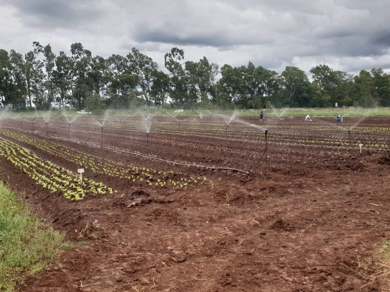 10ha Irrigation Farm in Honingnestkrans with Proven Fertile Soil & Strong Water Rights – Ideal for Profitable Agriculture - Photo 3