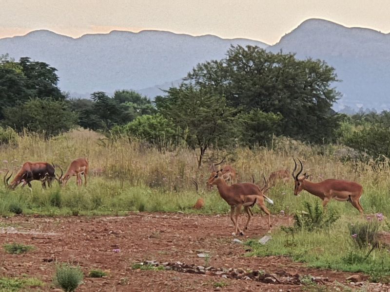 Live Wild, Live Free, Welcome to La Camargue Private Country Estate - Photo 10