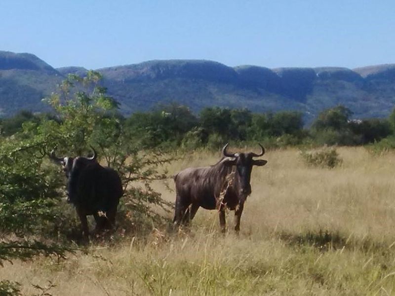 Live Wild, Live Free, Welcome to La Camargue Private Country Estate - Photo 9