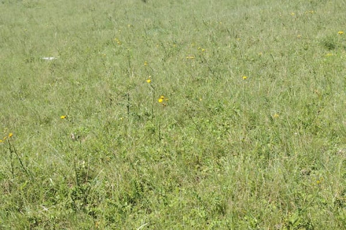 Vacant Land for Sale Maclean Town - Photo 3