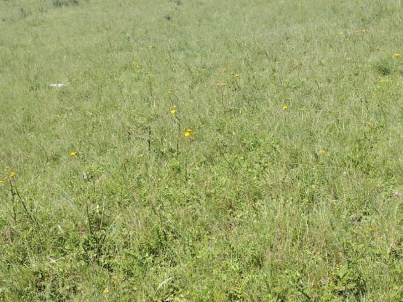 Vacant Land for Sale Maclean Town - Photo 3