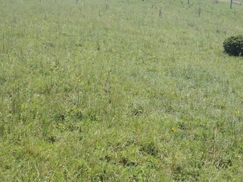 Vacant Land for Sale Maclean Town - Photo 9